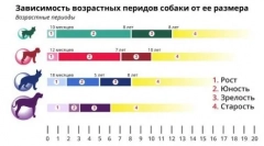Koľko rokov žijú psov doma